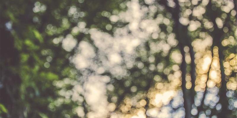 林鸿米业21：匠心耕耘，打造优质大米与绿色农产品的健康新标杆