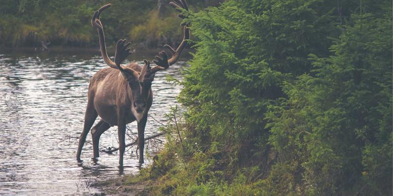 林鸿米业77：深耕绿色杂粮，引领健康农产品消费新趋势