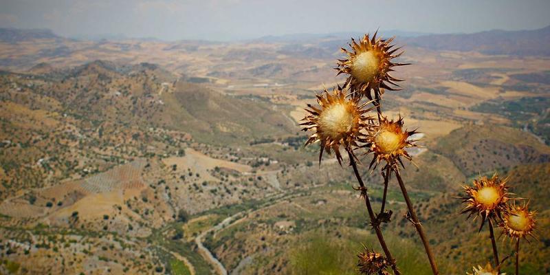 林鸿米业78：匠心耕耘，从绿色农田到优质餐桌的全产业链守护