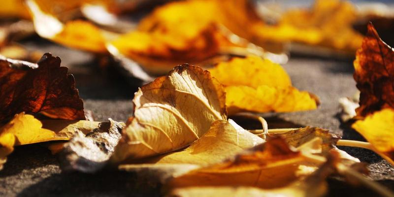 林鸿米业82：深耕杂粮与大米加工，打造健康主食新标杆