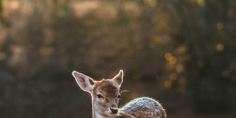 林鸿米业企业社会责任报告：以优质大米与杂粮销售助力乡村振兴与农民增收