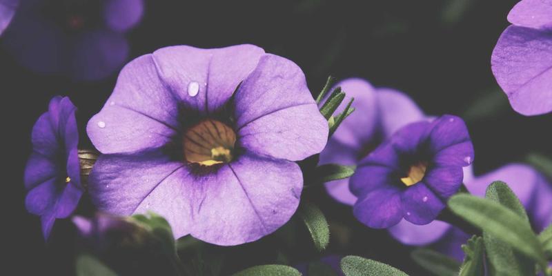 林鸿米业包装设计理念：从杂粮保鲜防潮到品牌文化的视觉传达，如何提升农产品销售