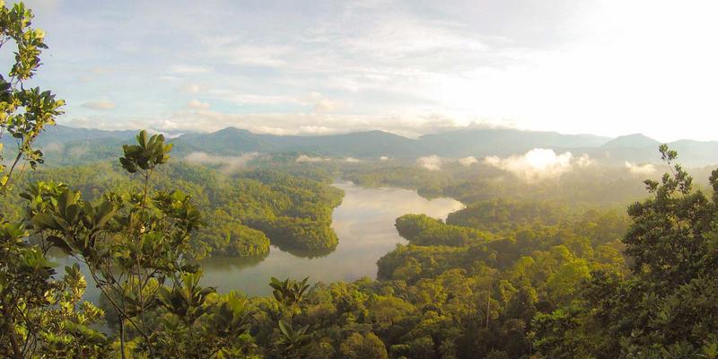 林鸿米业国际市场探索：中国优质大米出口的机遇、挑战与策略分析