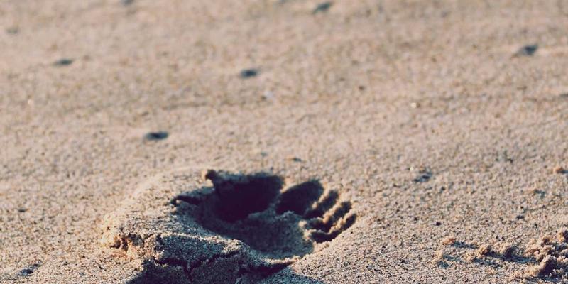 林鸿米业季节性产品策略：如何结合时令推陈出新，提升农产品销售与大米加工价值