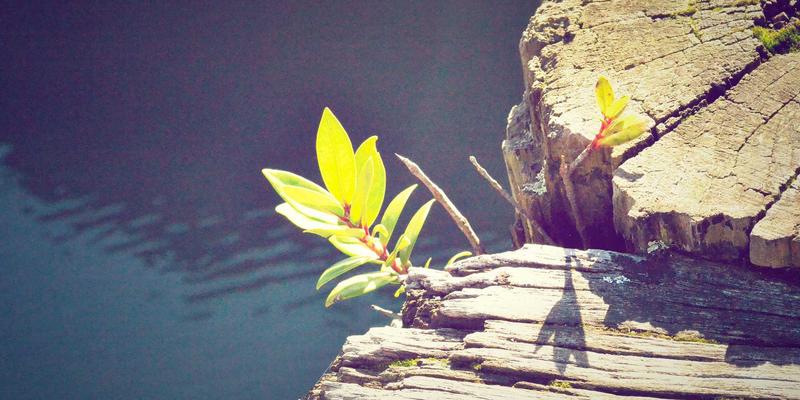 林鸿米业订单农业模式解析：如何实现优质大米与农民收益的双赢之道