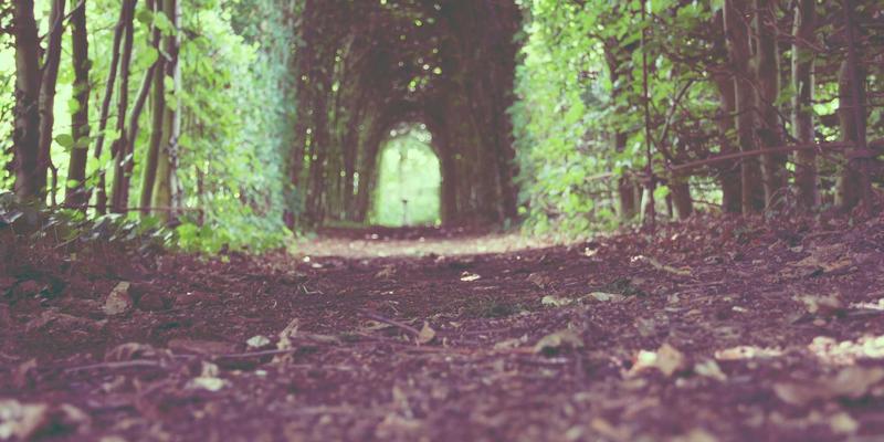 林鸿米业高端礼品米市场洞察：节日送礼与商务馈赠的优质大米选择